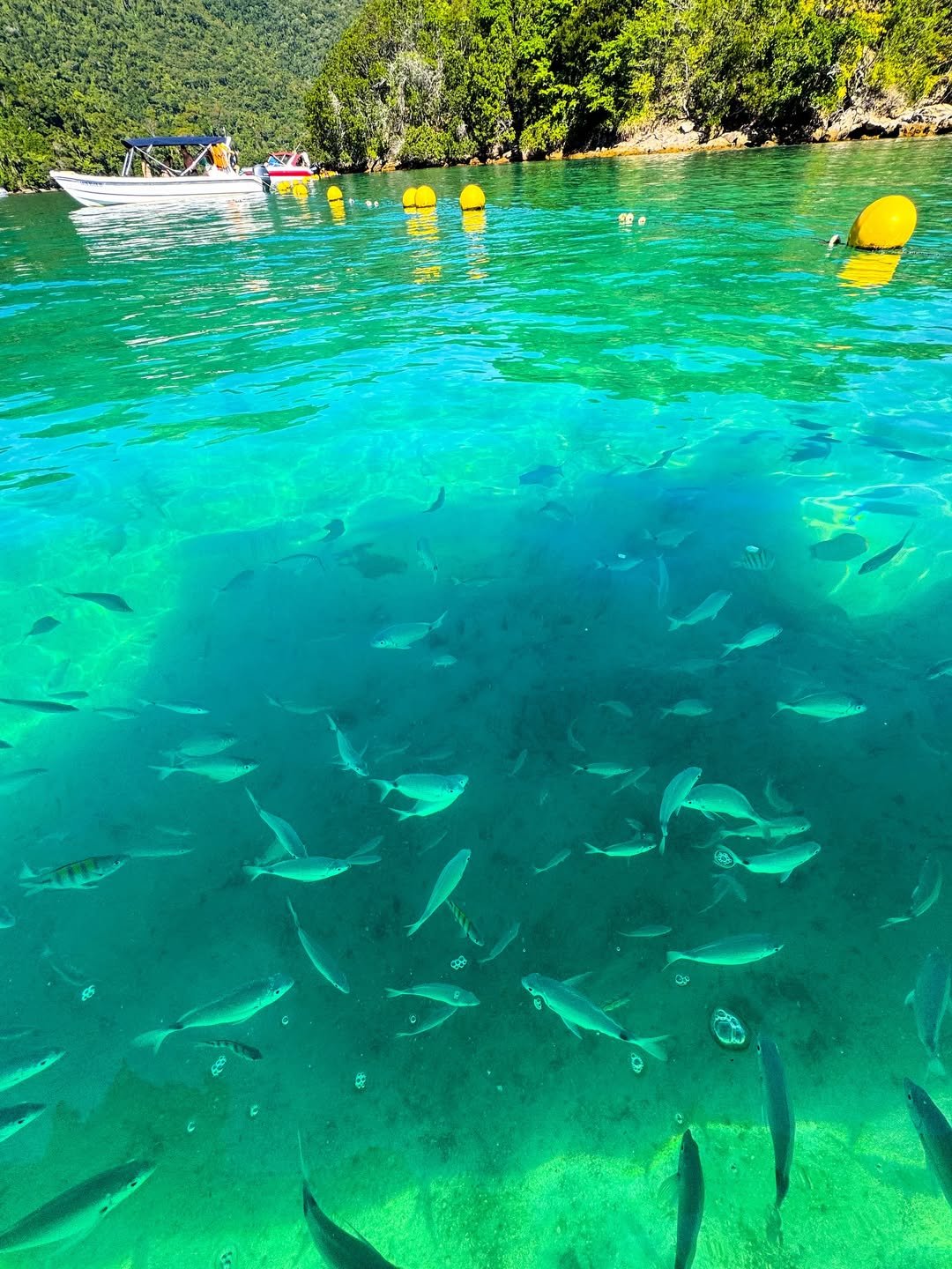 Abraão Tour Ilha Grande