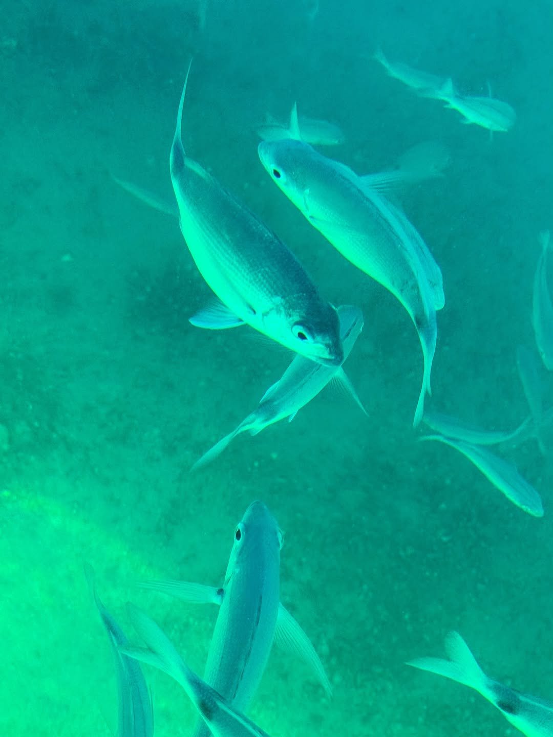 Abraão Tour Ilha Grande