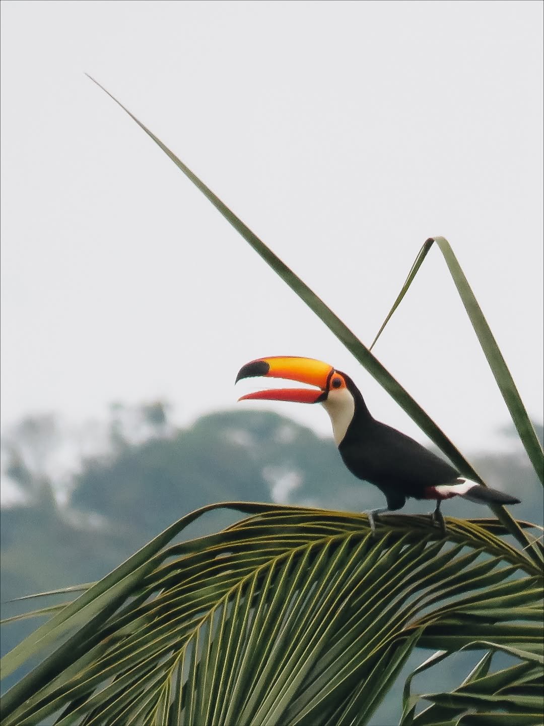Abraão Tour Ilha Grande