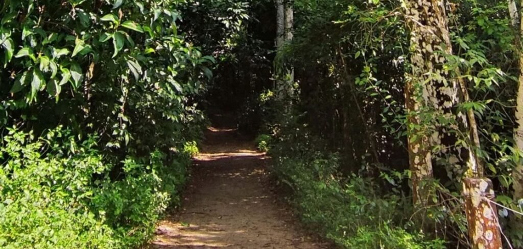 Trilha Cachoeira da Feiticeira Ilha Grande Angra dos Reis Abraão Tour